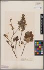 Foto von Salix aurita L.